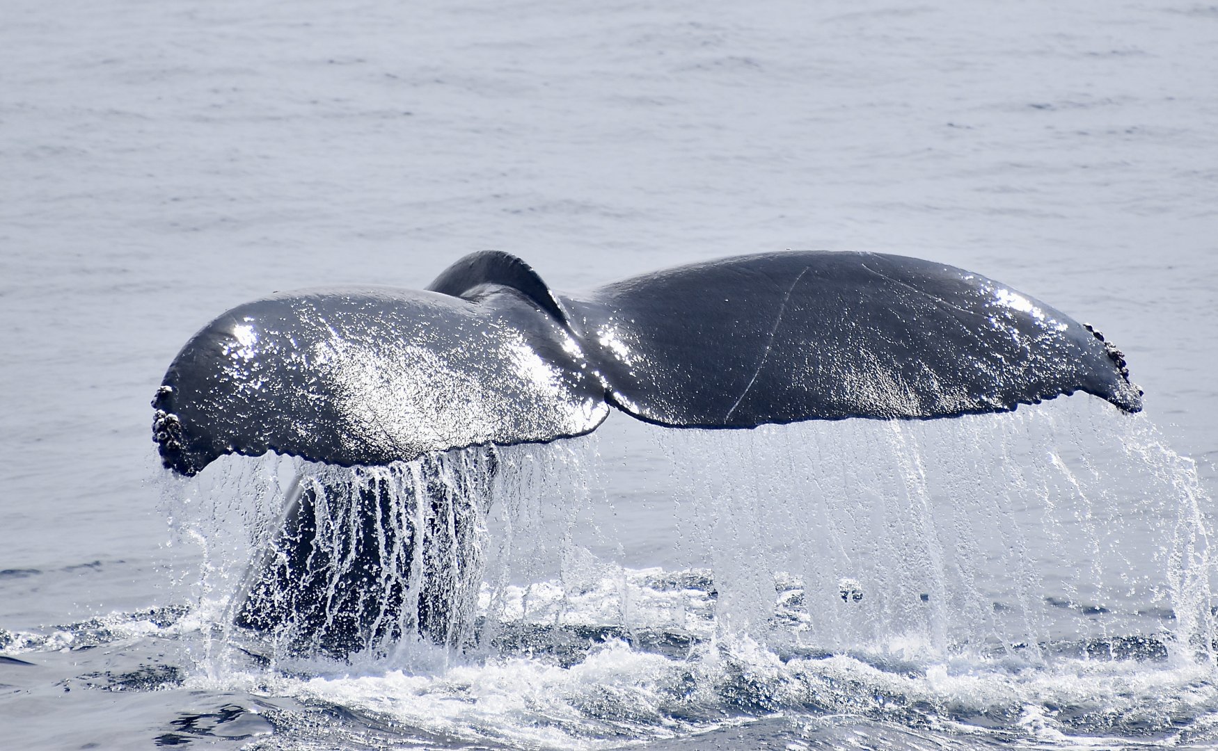 Humpback Whale (Megaptera novaeangliae) fluke