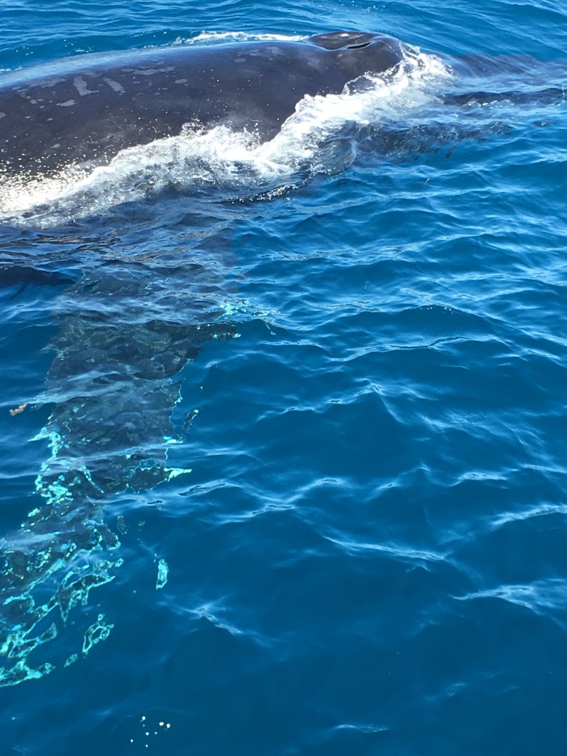 Humpback whale (Megaptera novaeangliae) - Perth