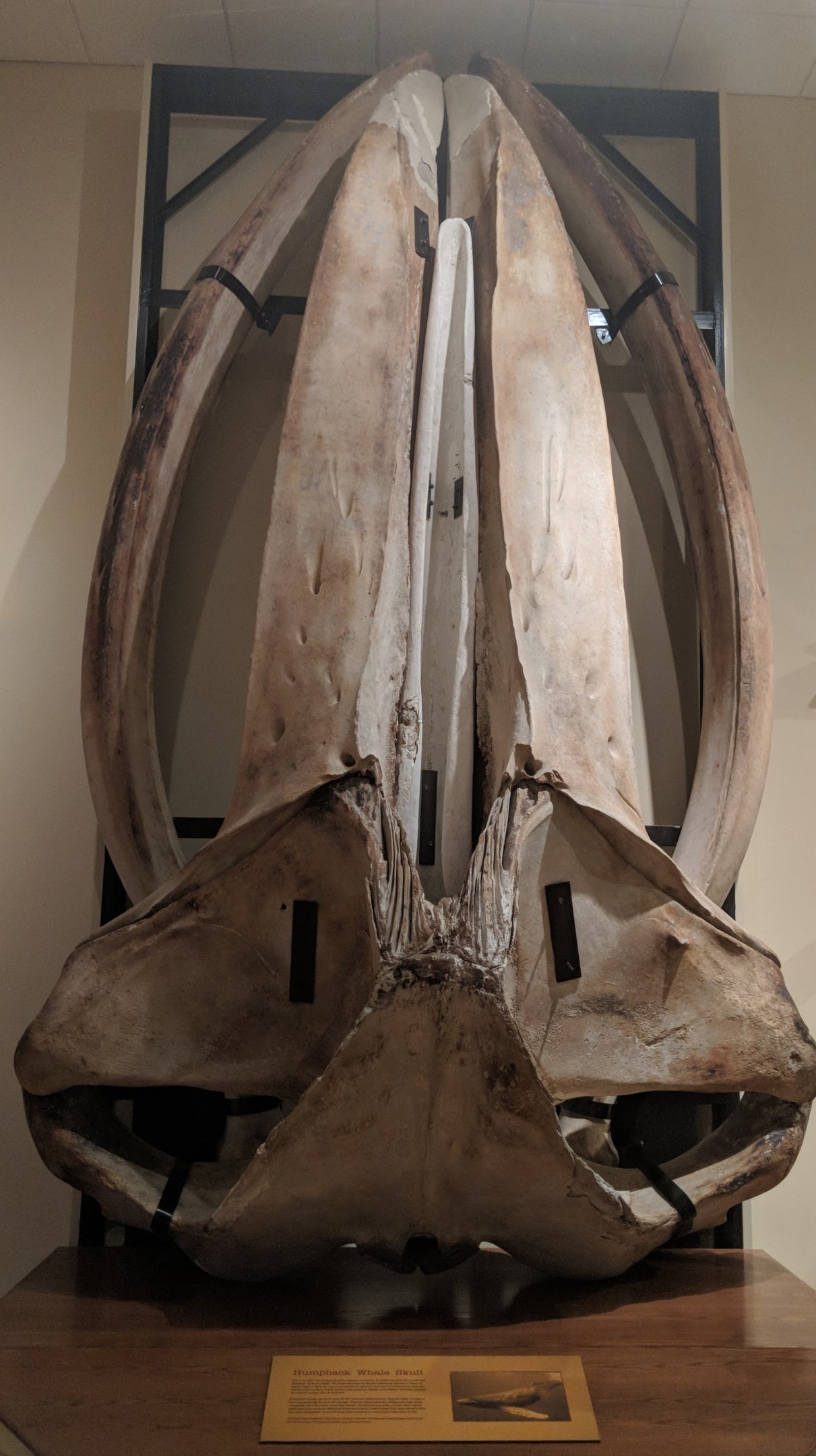 Humpback whale (Megaptera novaeangliae) skull