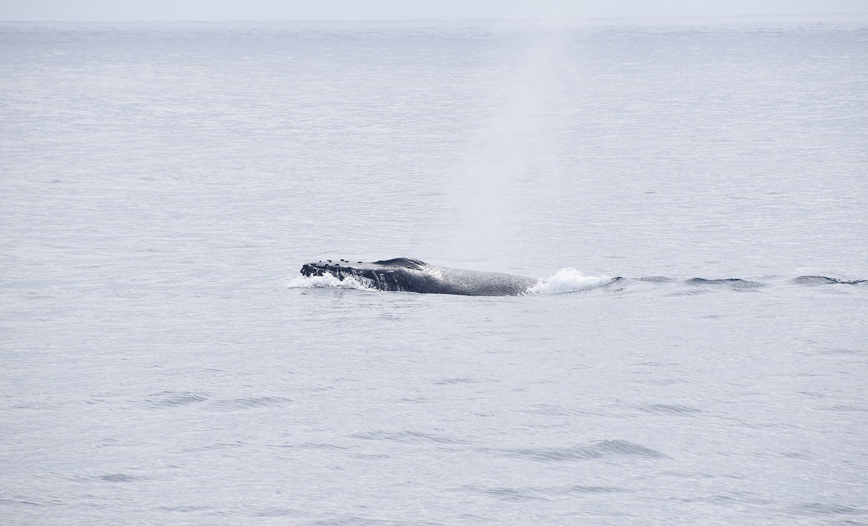 Humpback Whale (Megaptera novaeangliae) spouting
