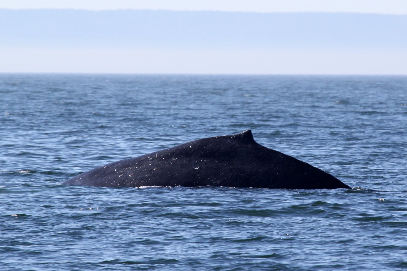 humpback whale (Megaptera novaeangliae)