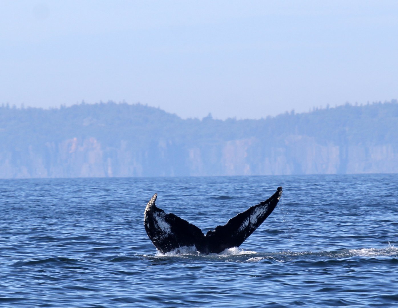humpback whale (Megaptera novaeangliae)
