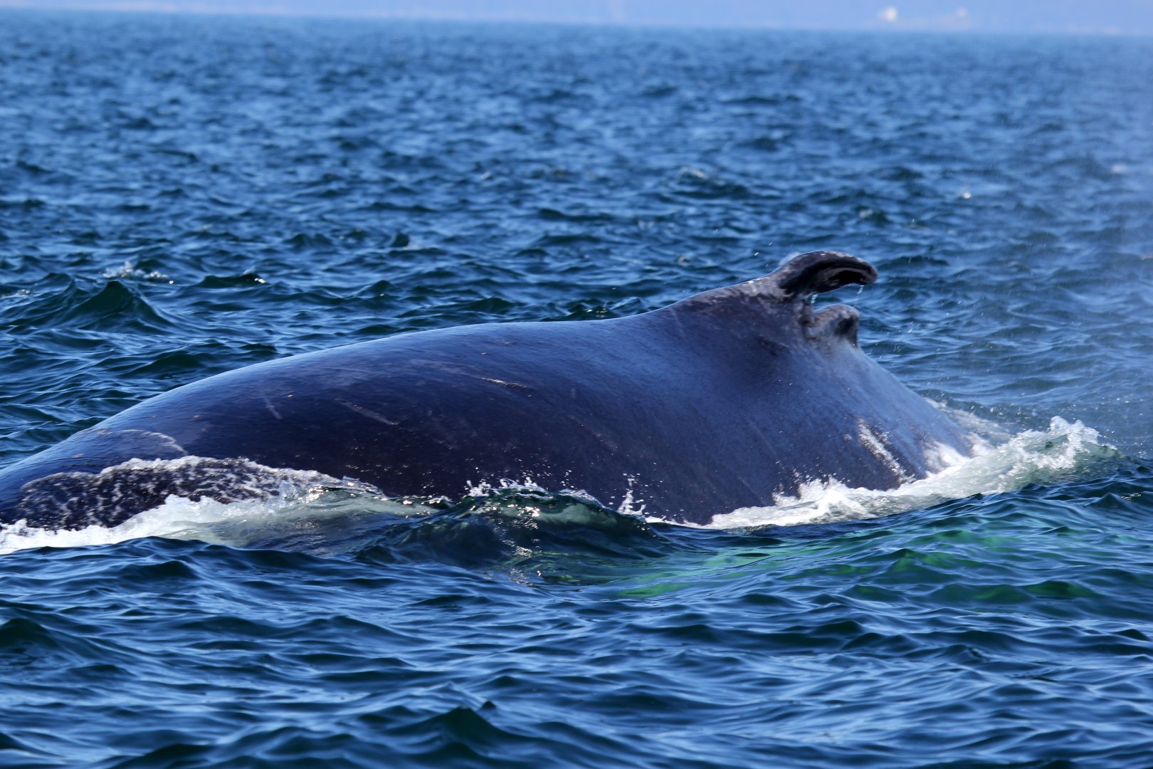 humpback whale (Megaptera novaeangliae)