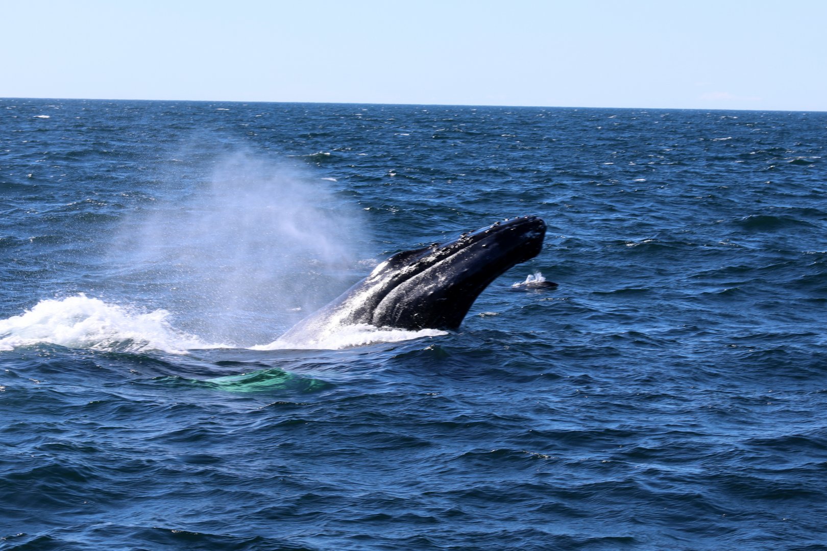 humpback whale (Megaptera novaeangliae)