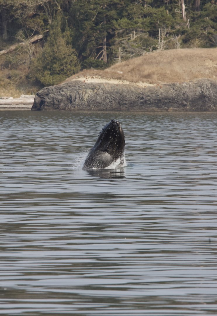 Humpback whale/ Megaptera novaeangliae