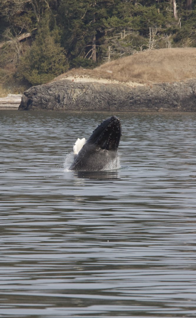 Humpback whale/ Megaptera novaeangliae