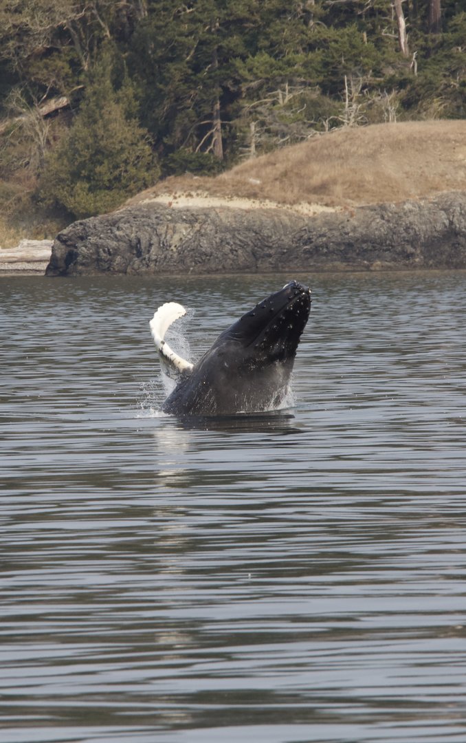 Humpback whale/ Megaptera novaeangliae