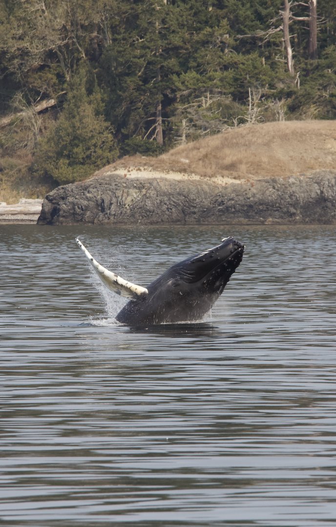 Humpback whale/ Megaptera novaeangliae