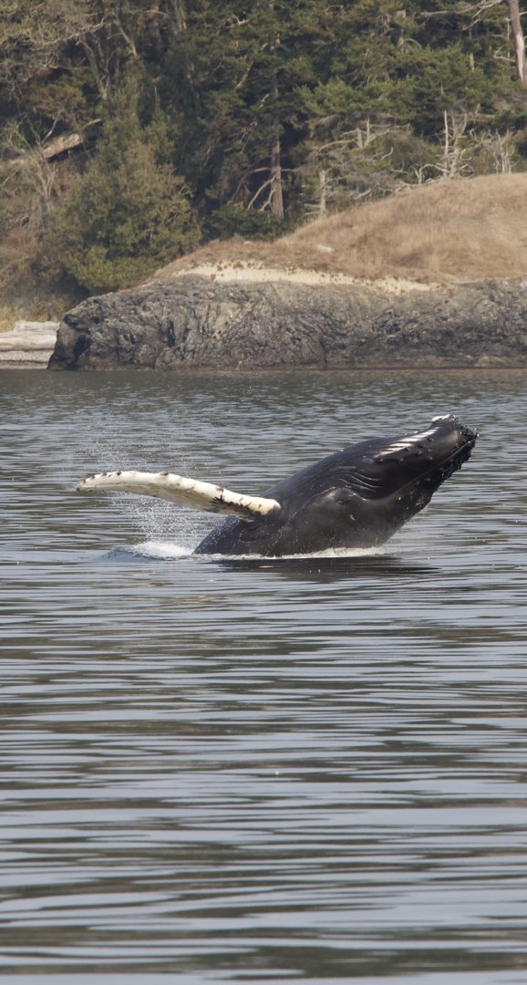 Humpback whale/ Megaptera novaeangliae