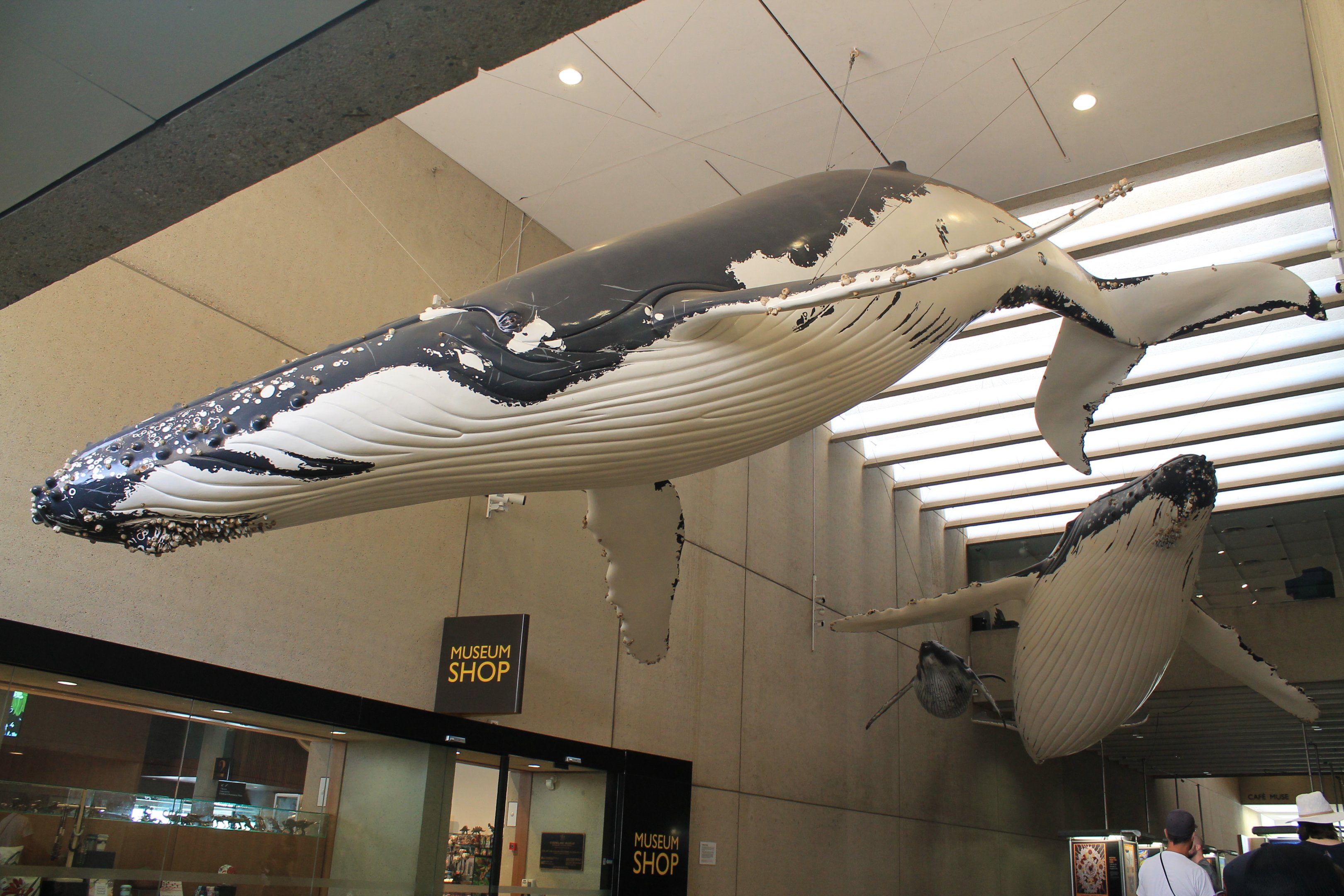 Humpback Whale models