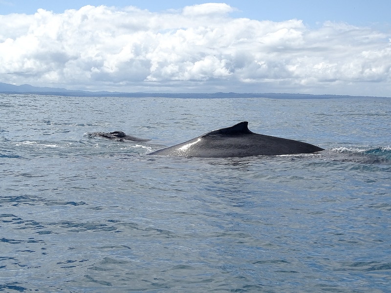 Humpback Whale, mother with Calf