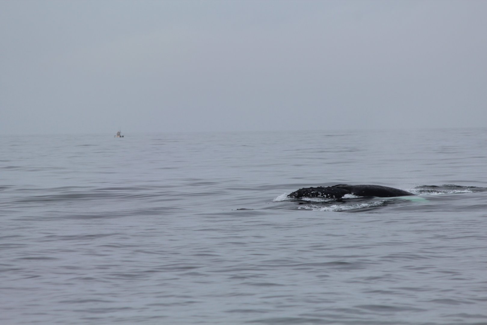 Humpback Whale  - Oct 2017