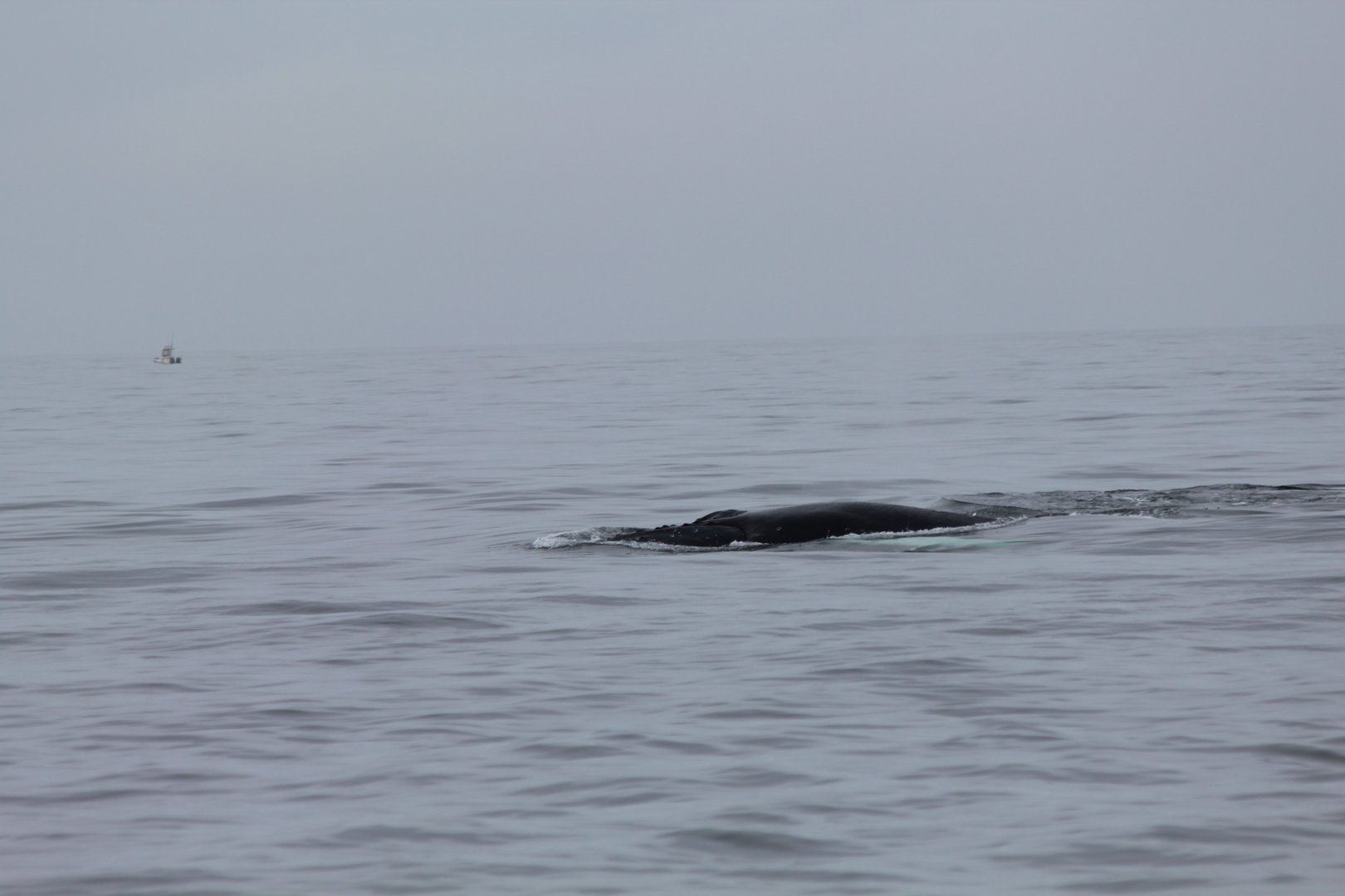 Humpback Whale - Oct 2017