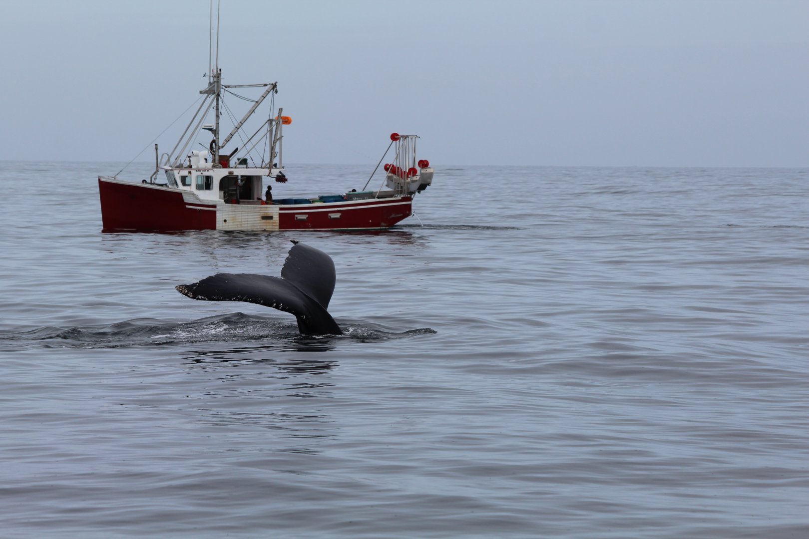 Humpback Whale - Oct 2017