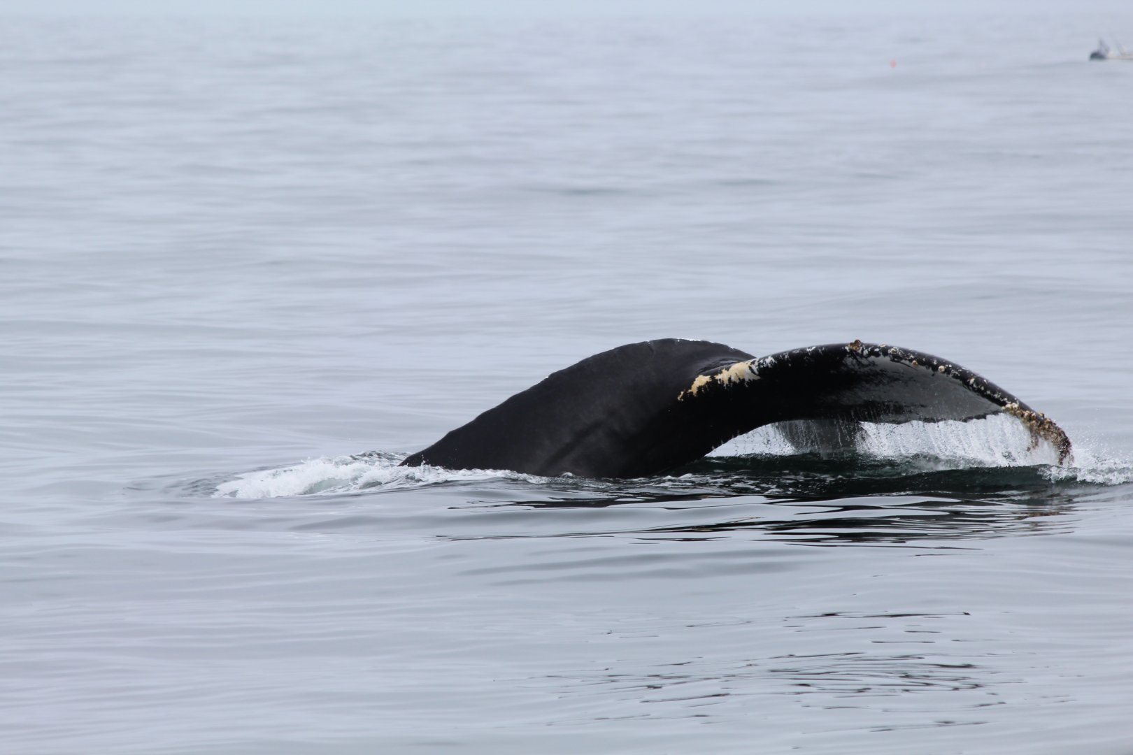 Humpback Whale -Oct 2017