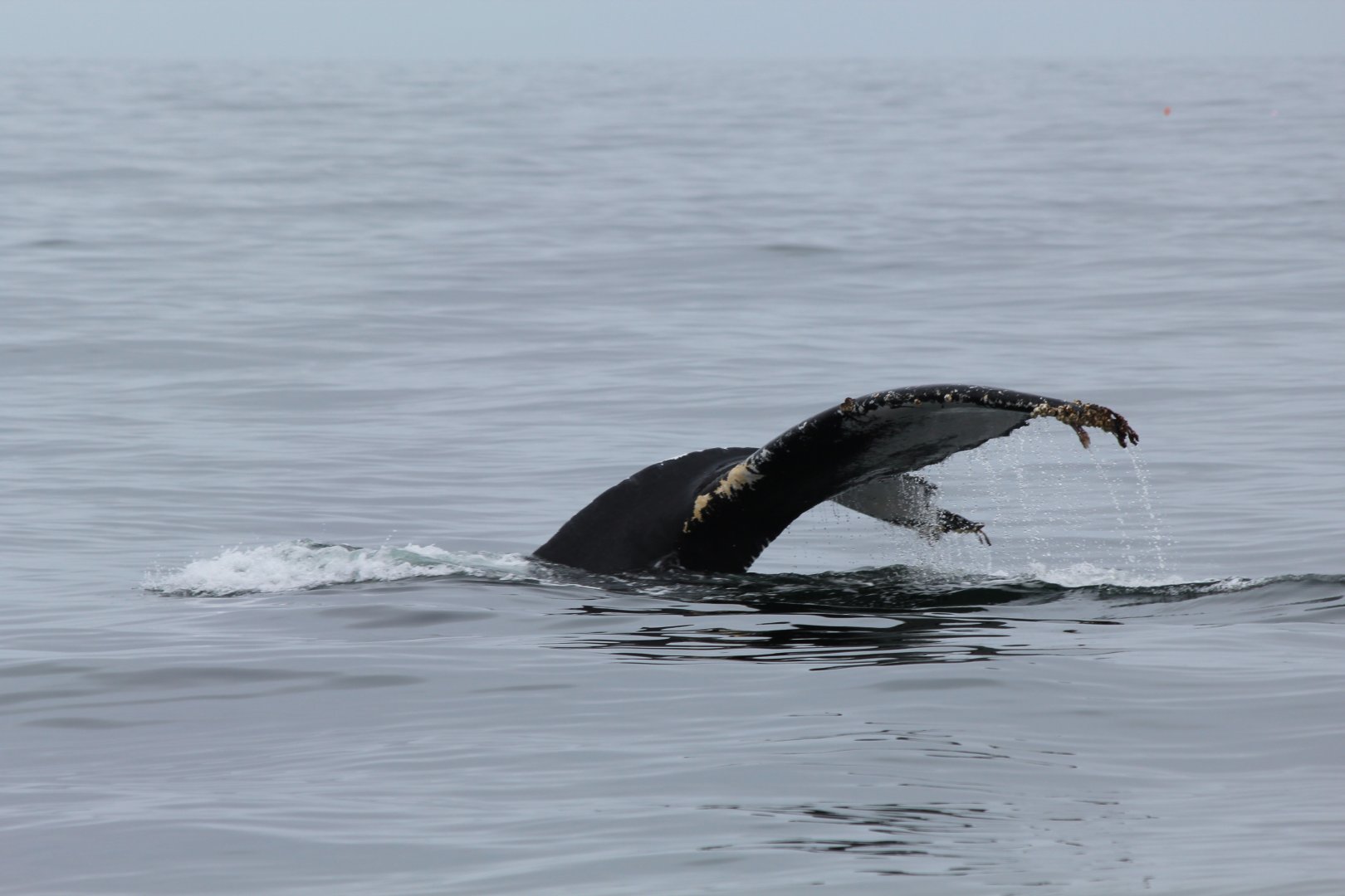 Humpback Whale - Oct 2017