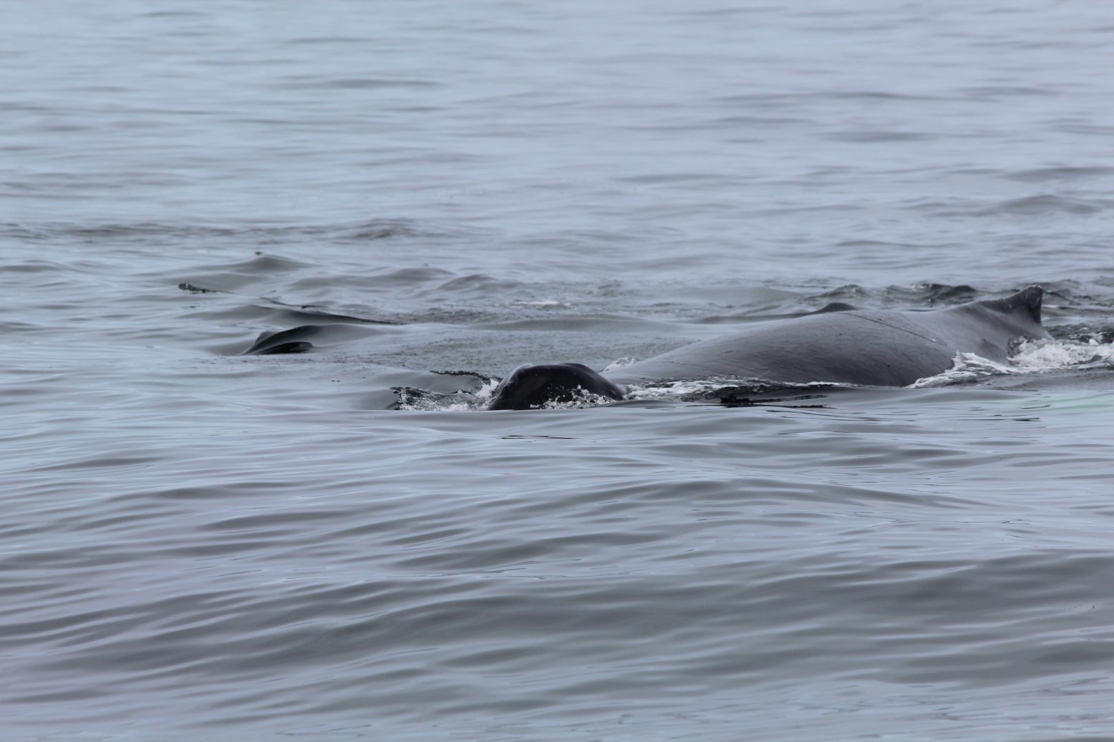 Humpback Whale - Oct 2017