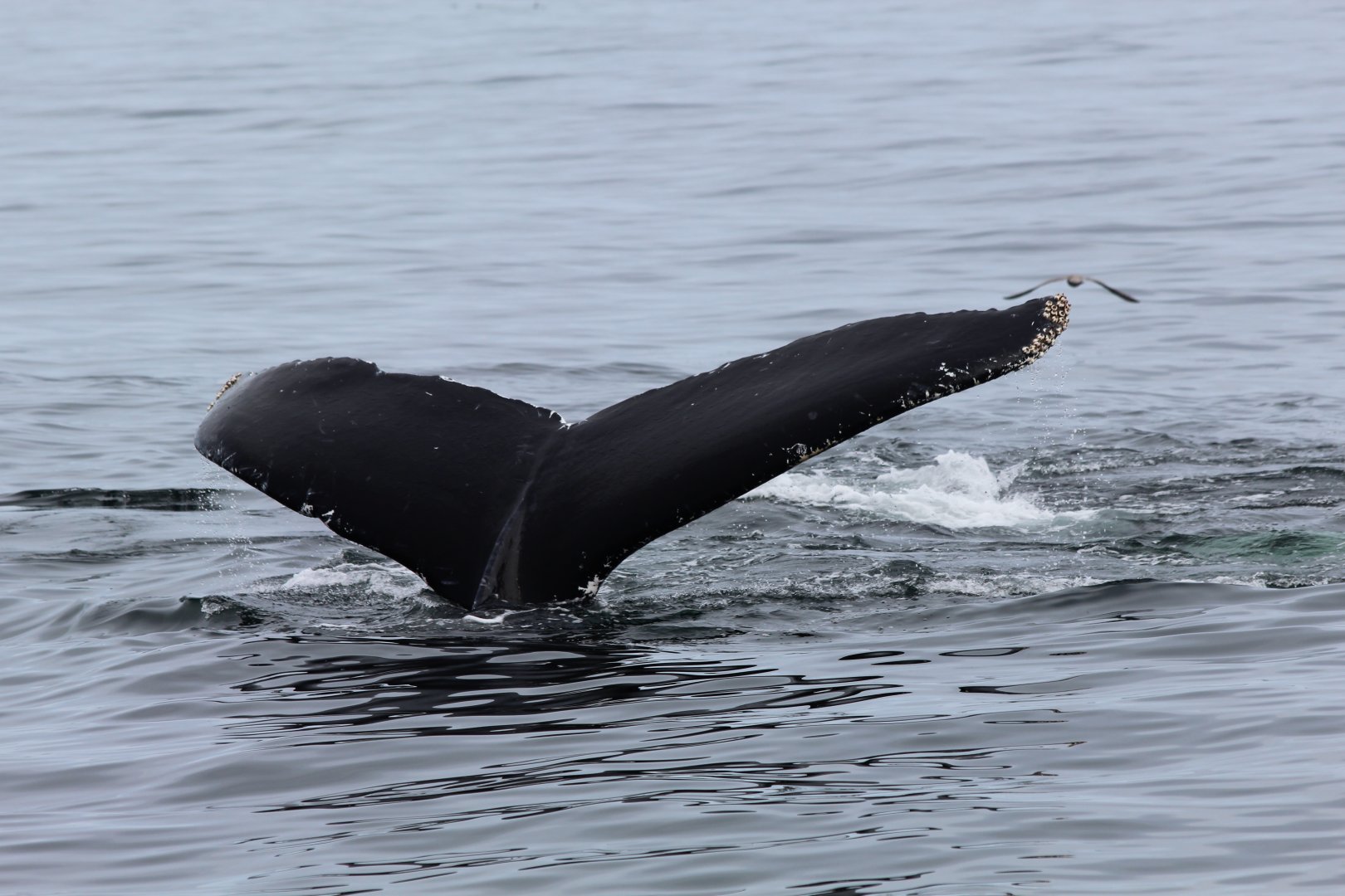 Humpback Whale - Oct 2017