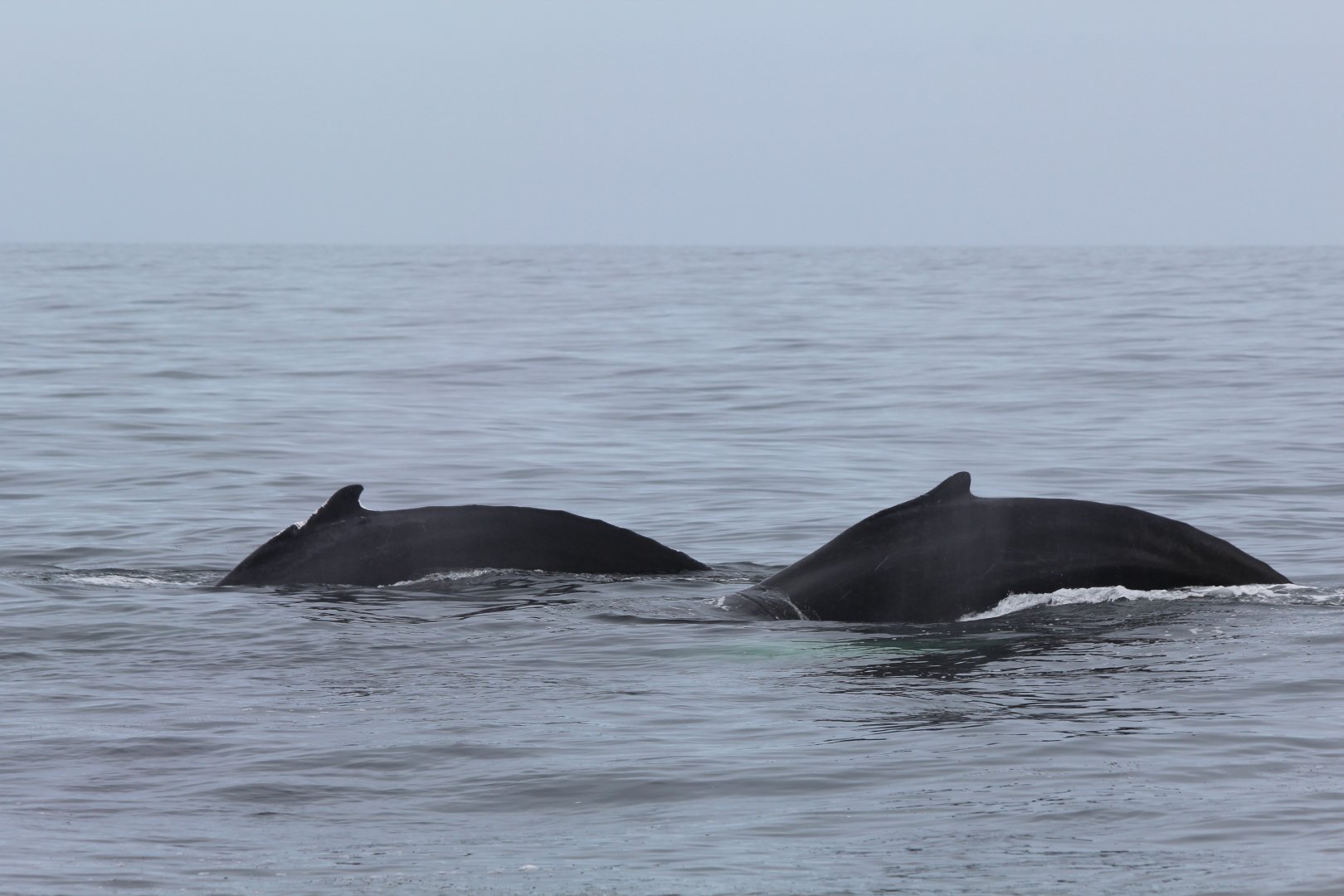 Humpback Whale - Oct 2017
