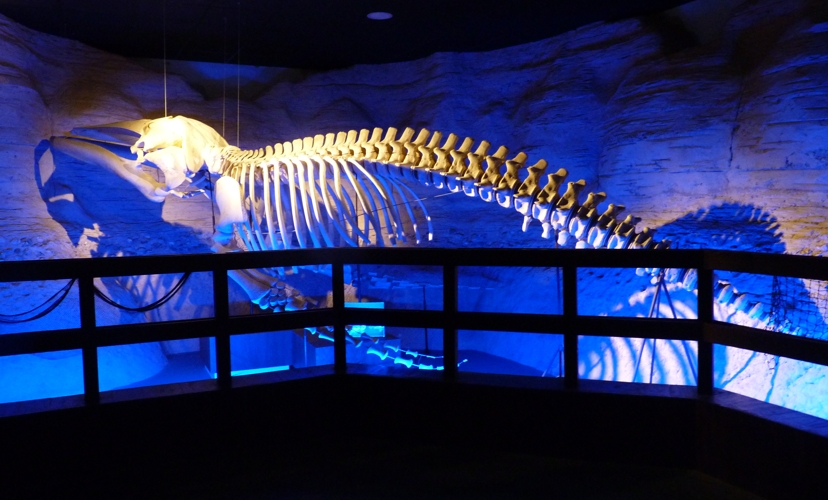 Humpback whale real skeleton (Sevilla aquarium)
