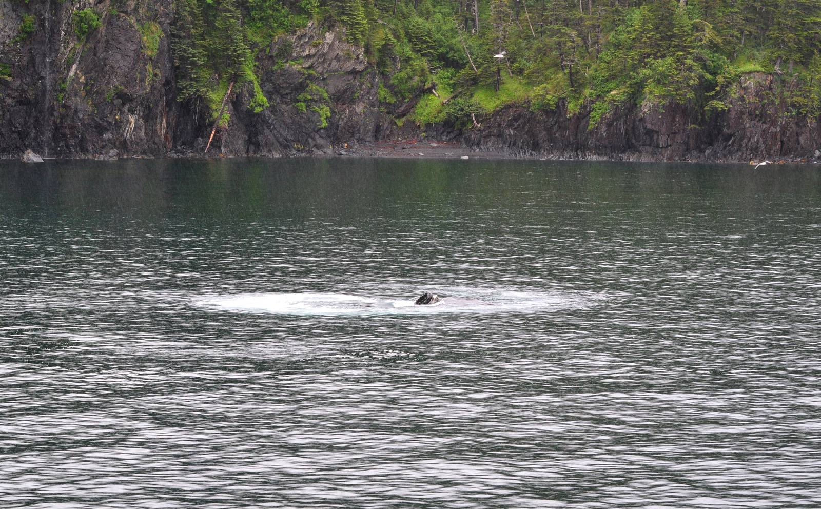 Humpback Whale snout
