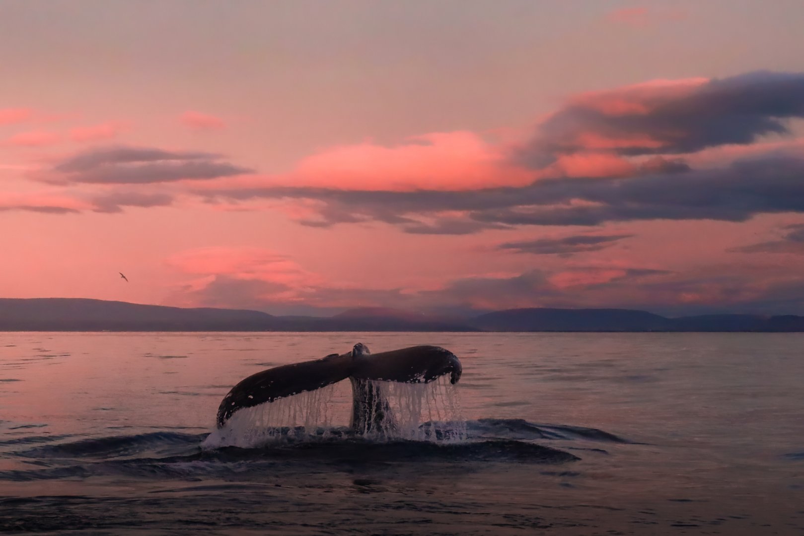 Humpback Whale Sunset (2022)