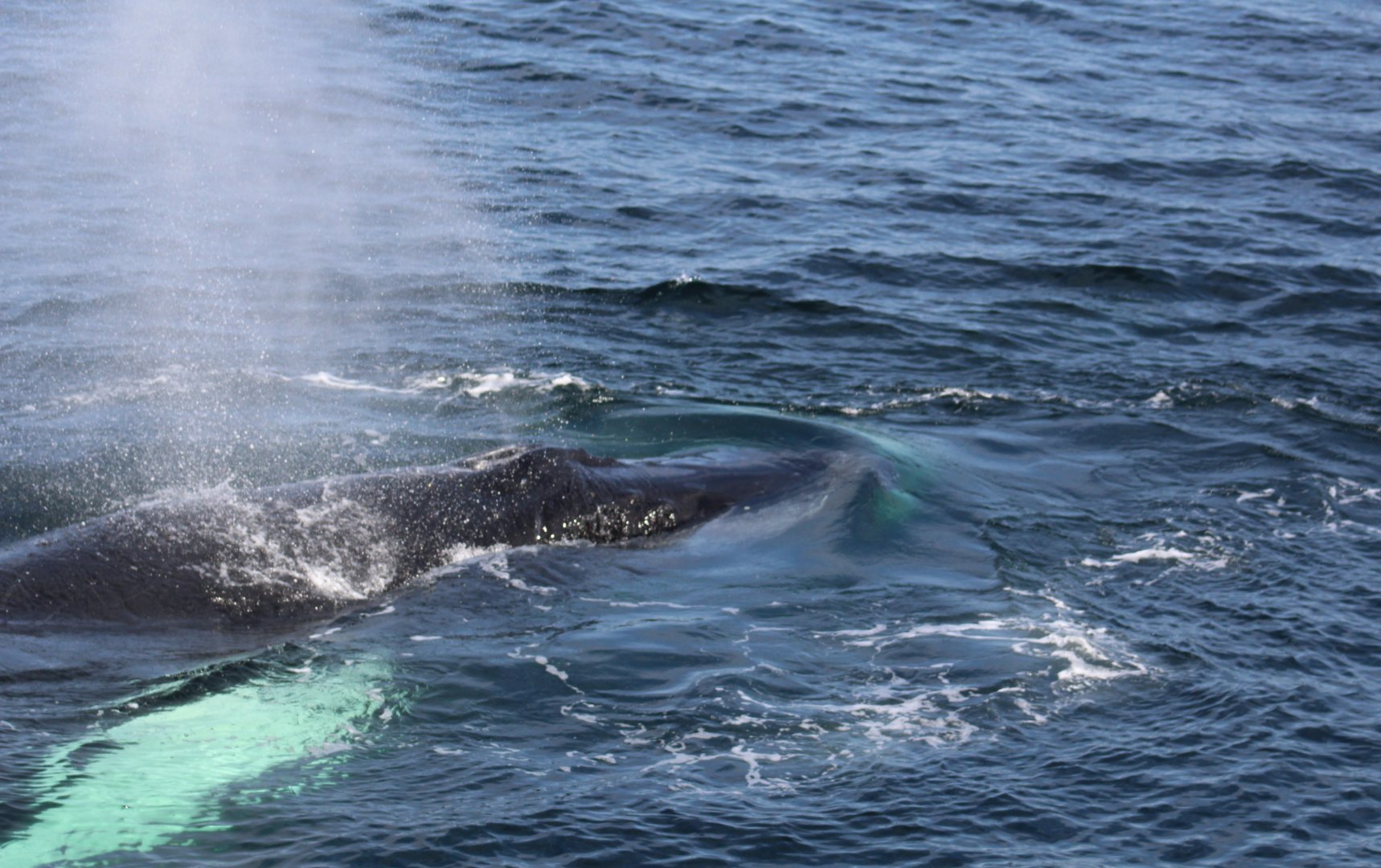Humpback Whale Takes a Breath