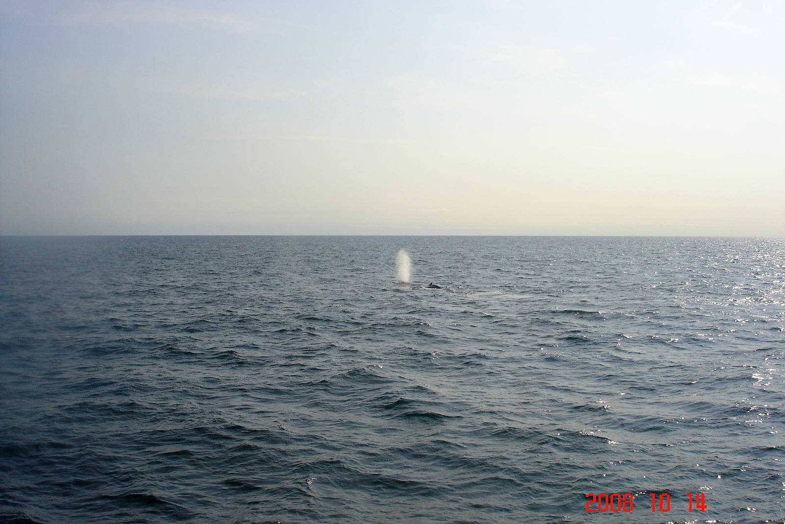 Humpback Whale