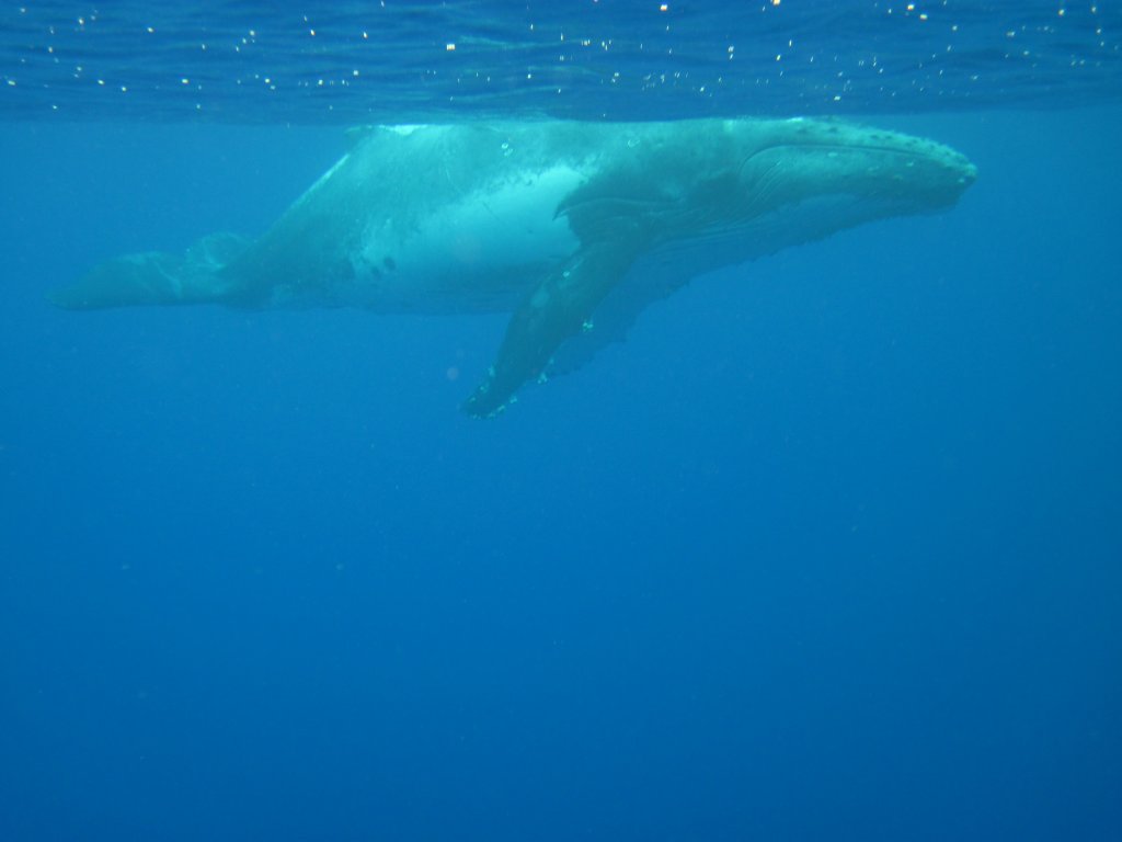 Humpback Whale