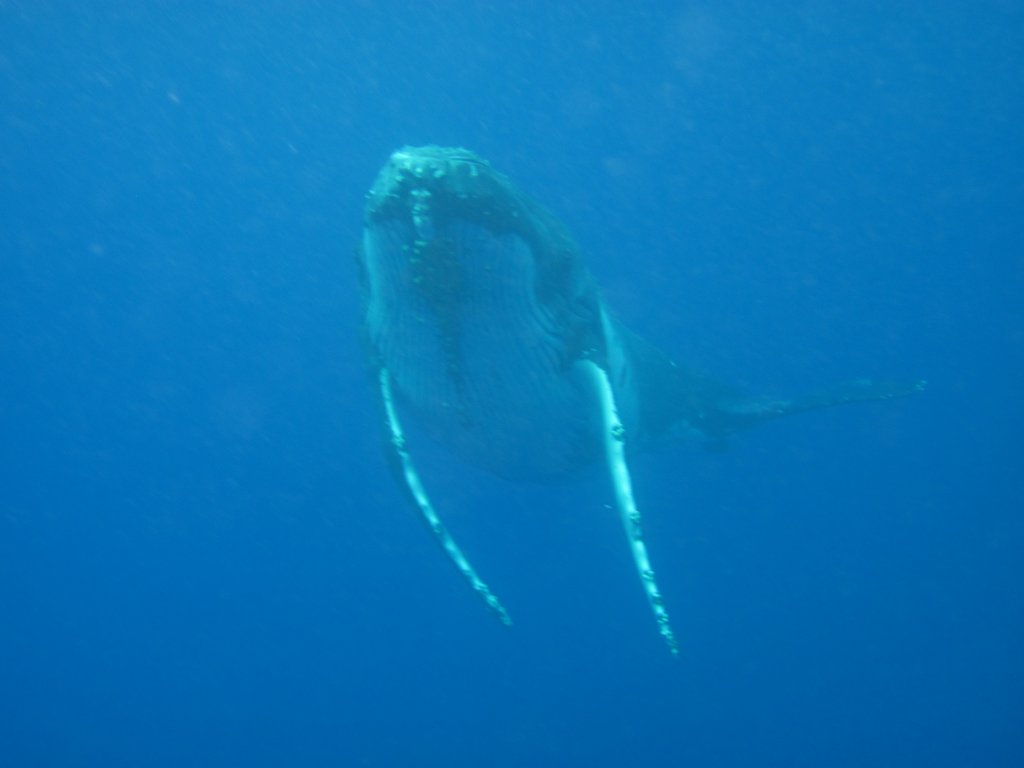 Humpback Whale
