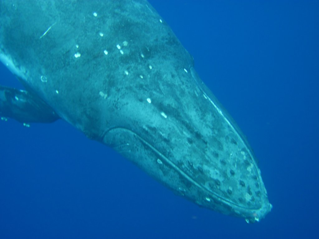 Humpback Whale
