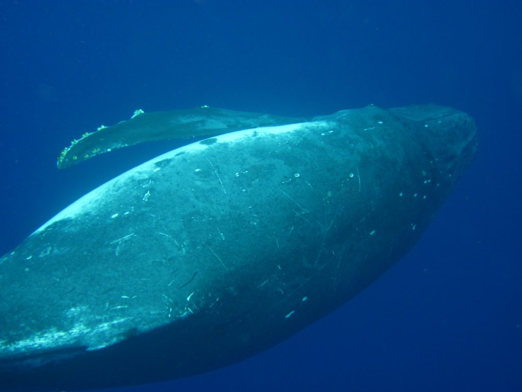Humpback Whale