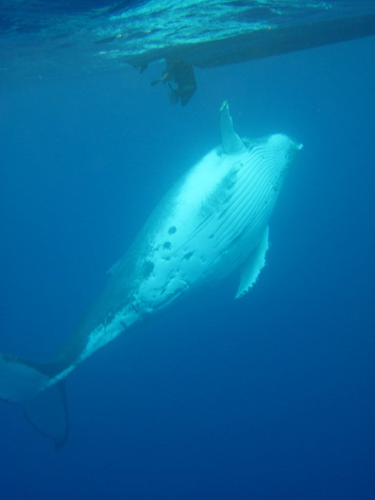Humpback Whale