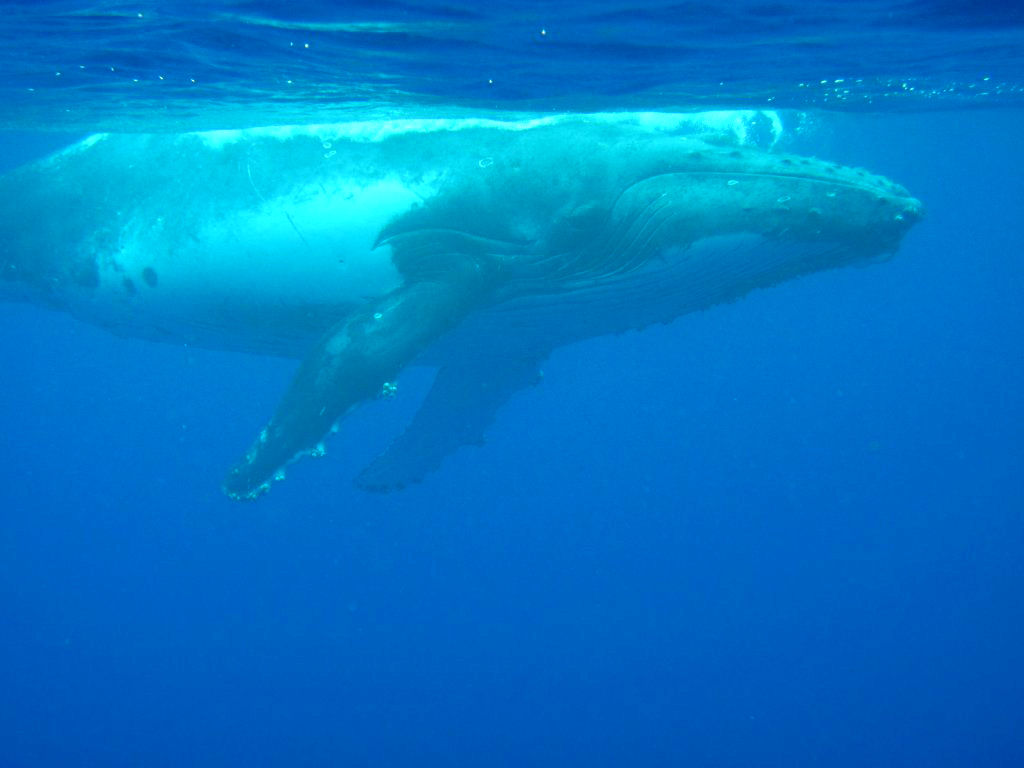 Humpback Whale