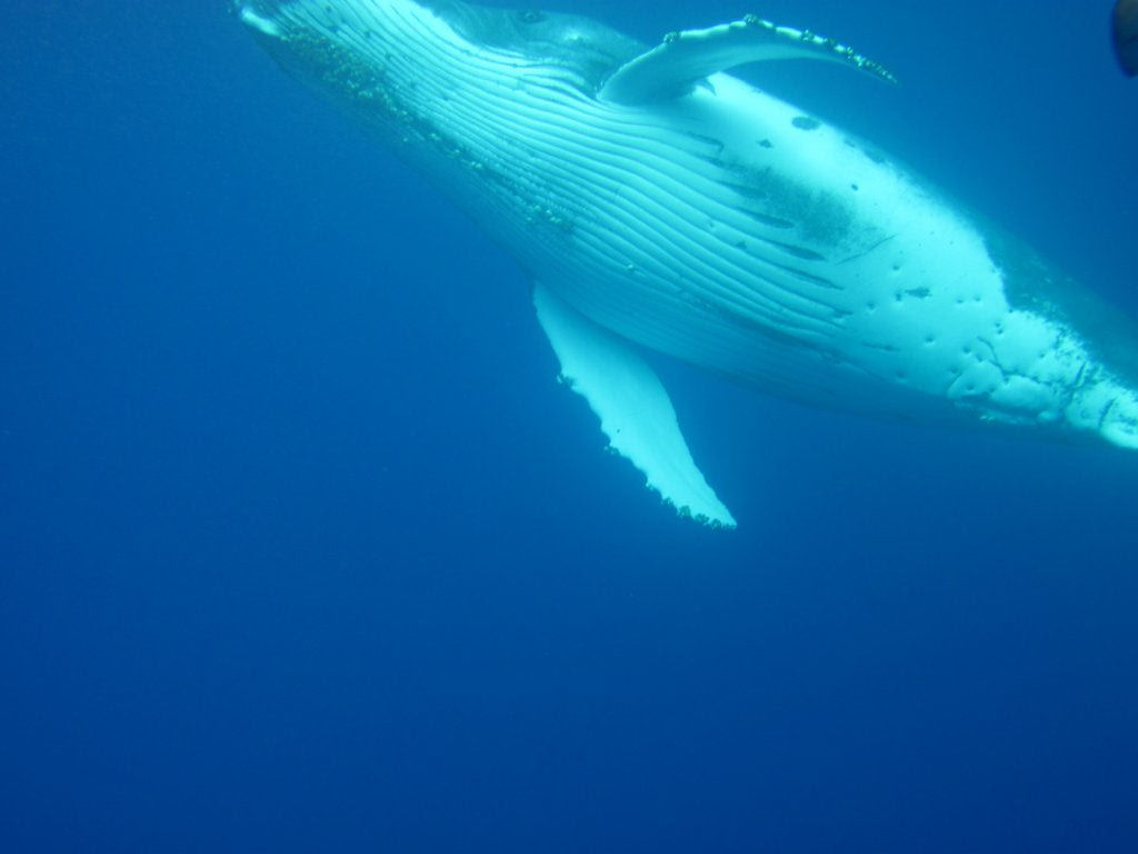 Humpback Whale
