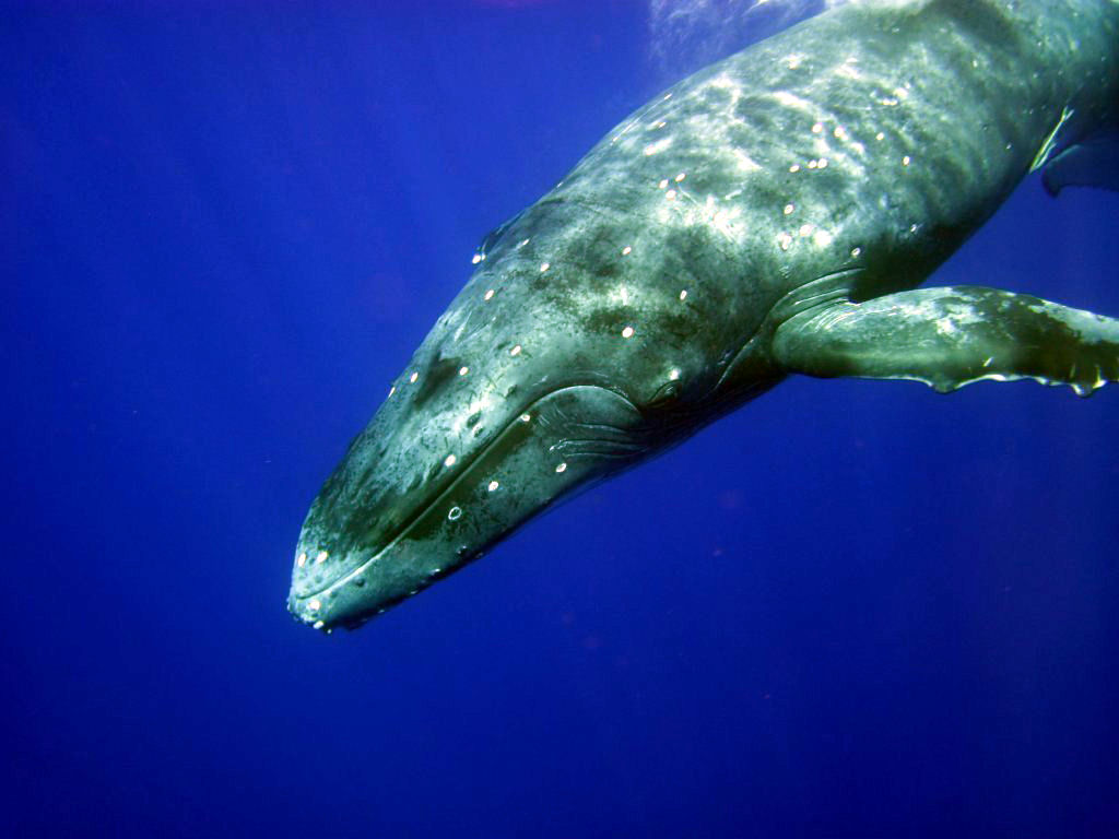 Humpback Whale