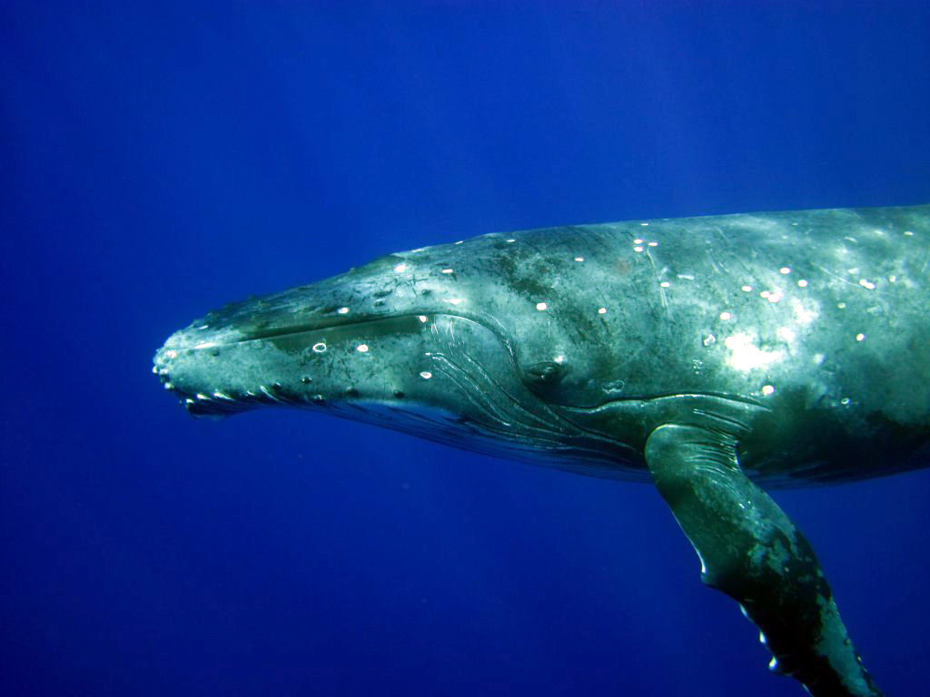 Humpback Whale