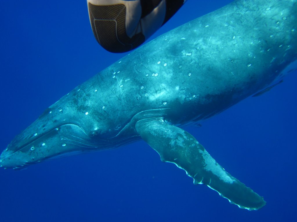 Humpback Whale