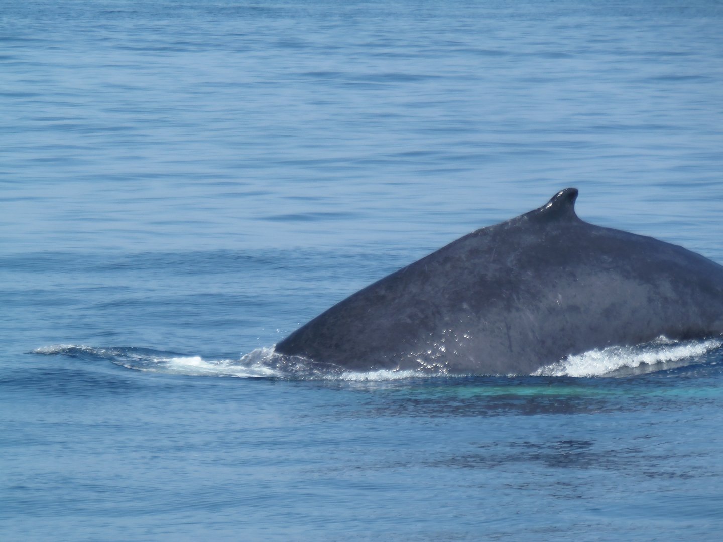 Humpback Whale