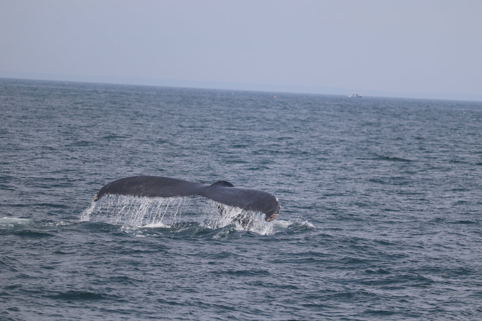 Humpback Whale