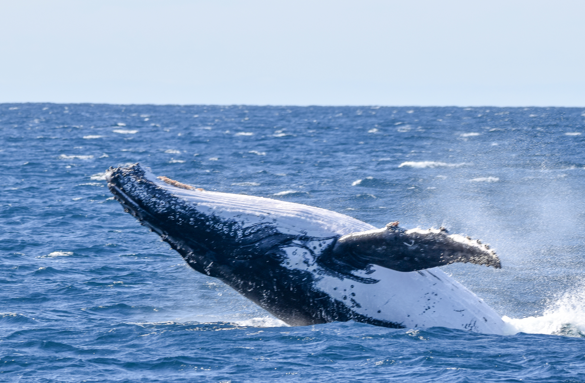 Humpback Whale