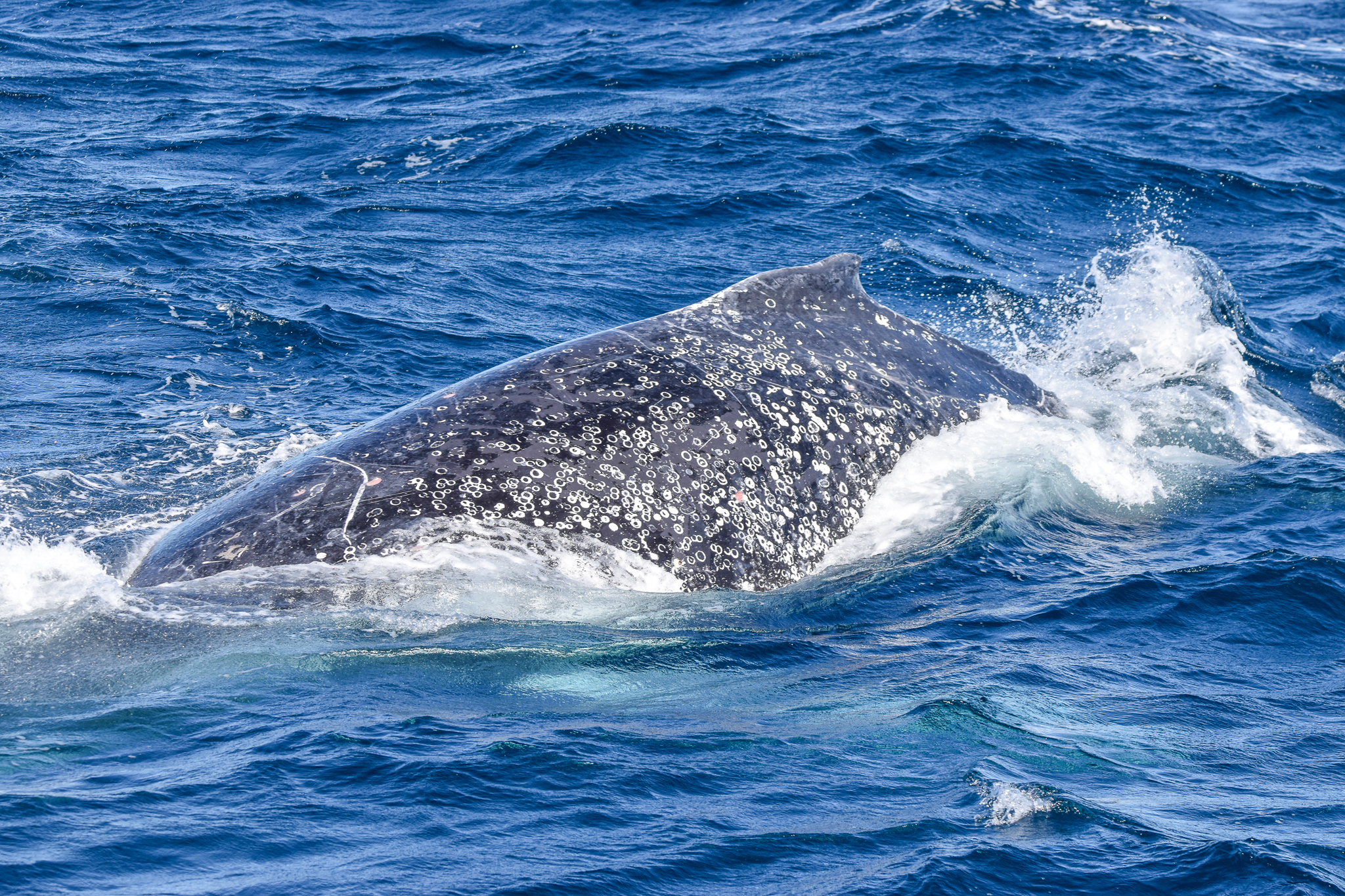 Humpback Whale