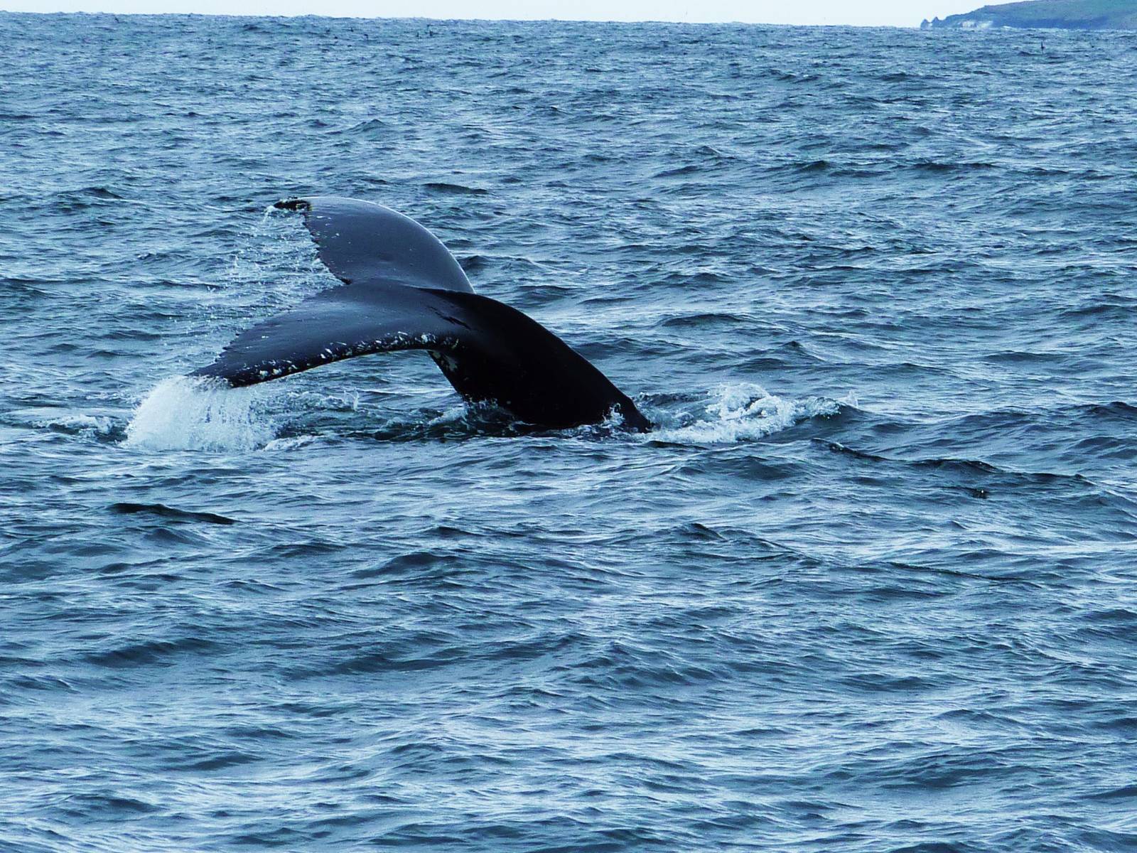 Humpback Whales 2, nr Montague Island, Narooma, NSW