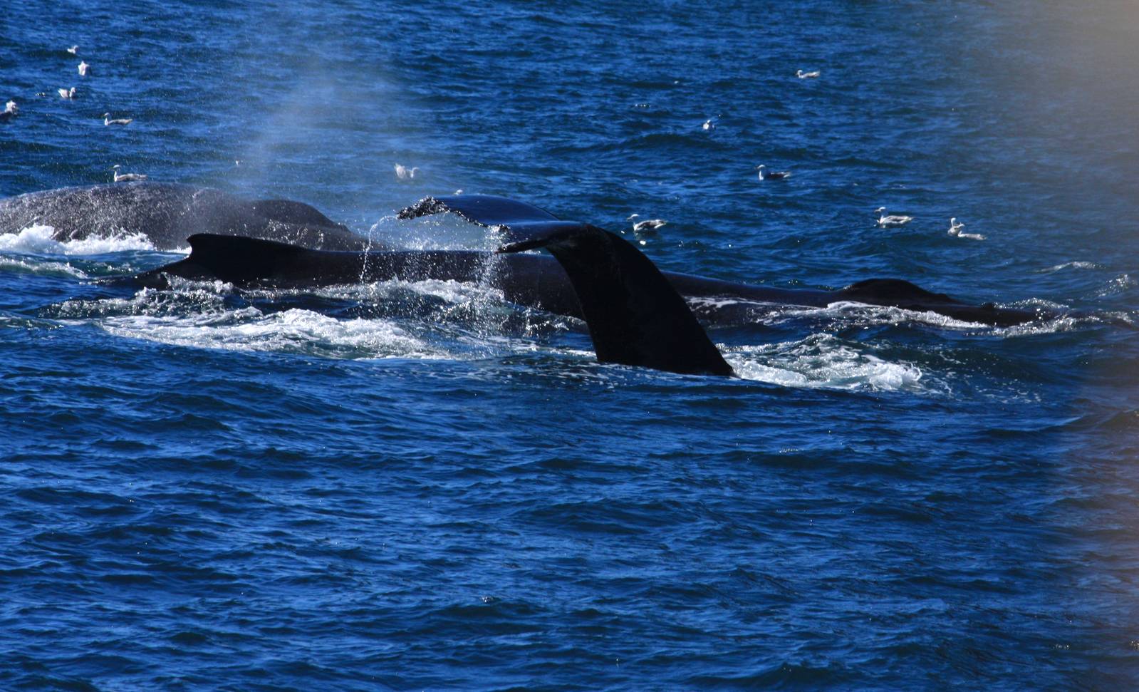 Humpback Whales - Alaska