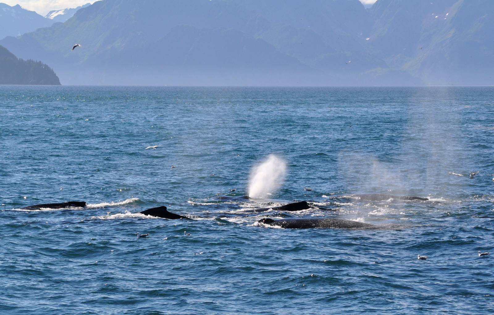 Humpback Whales - Alaska