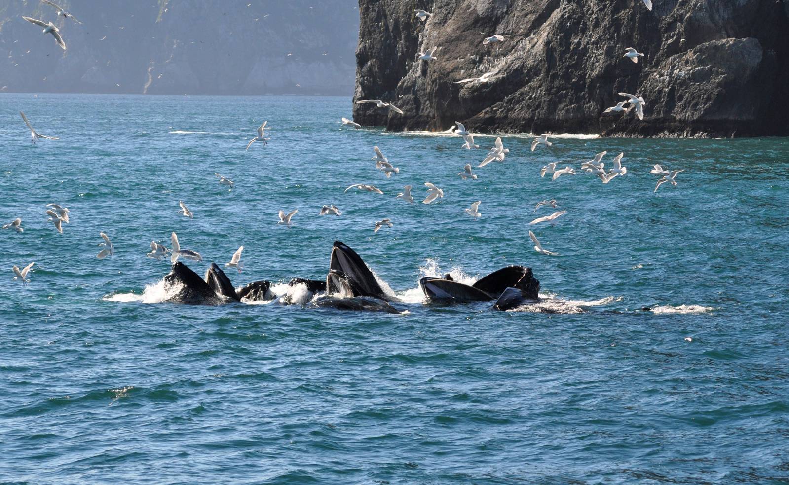 Humpback Whales - Alaska