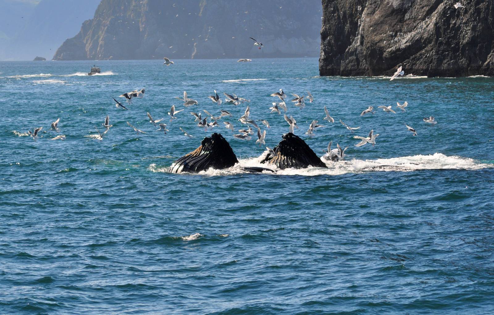 Humpback Whales - Alaska