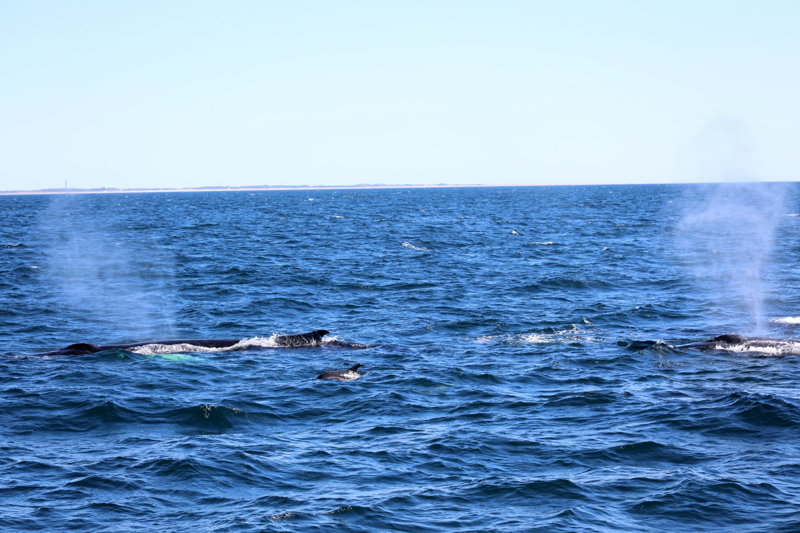 humpback whales (Megaptera novaeangliae) with Atlantic white-sided dolphin (Lagenorhynchus acutus)
