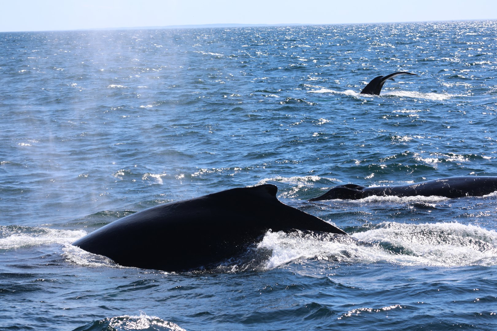 humpback whales (Megaptera novaeangliae)