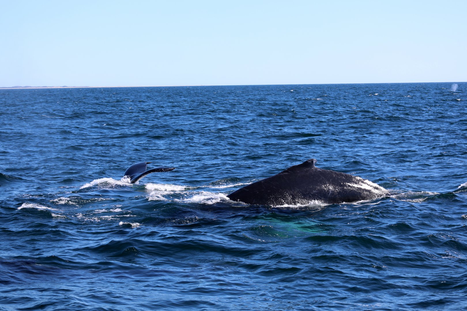 humpback whales (Megaptera novaeangliae)